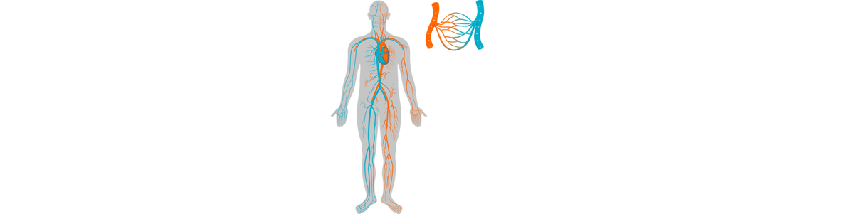 The role of the circulatory system